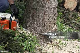 Reliable Sikeston, MO Tree Care Solutions