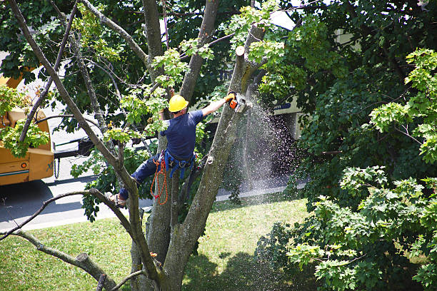 How Our Tree Care Process Works  in  Sikeston, MO
